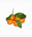 MANDARINA CHUPI