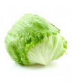 LECHUGA ICEBERG "EL DULZE"